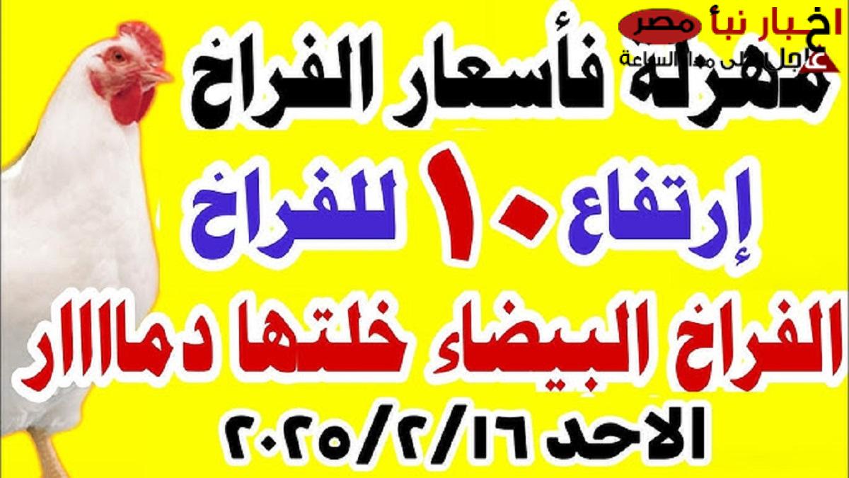 بورصة الدواجن اليوم تُعلن أسعار الفراخ البيضاء بعد أخر إرتفاع