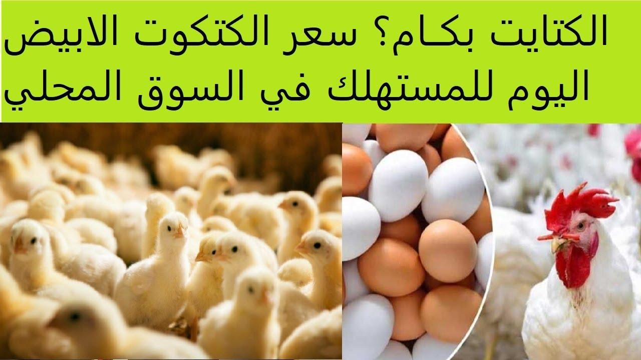 قبل رمضان: ارتفاع أسعار الكتكوت الأبيض اليوم جميع الشركات (عمر يوم)