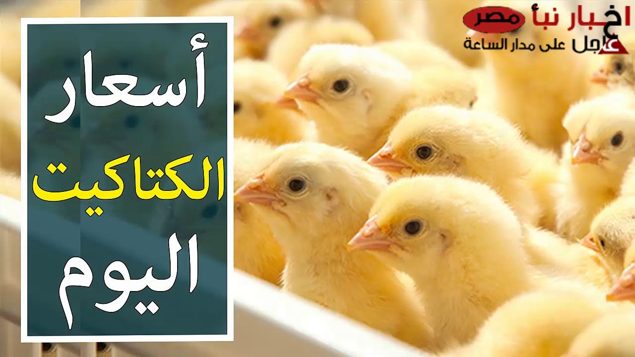 (عمر يوم) ارتفاع سعر الكتكوت الأبيض اليوم الاحد في البورصة