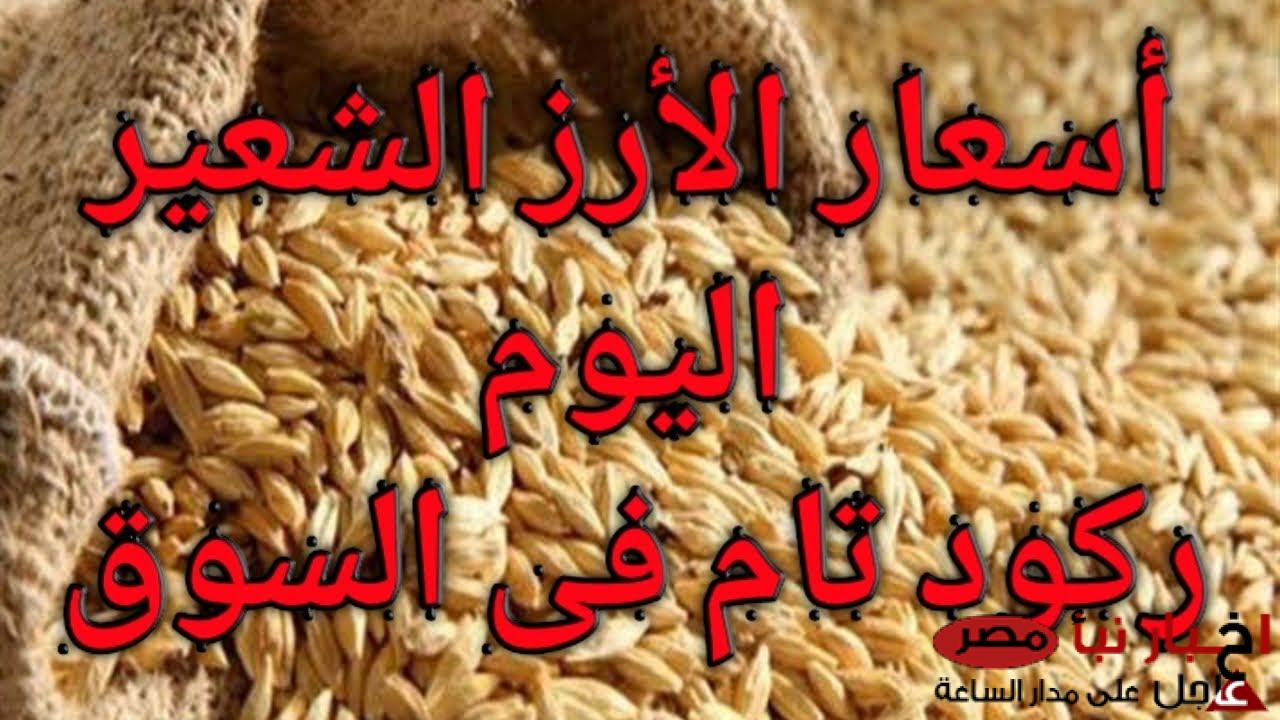 الرفيع والعريض بكام؟ سعر طن الأرز الشعير اليوم السبت للمستهلك والتاجر في السوق المصري