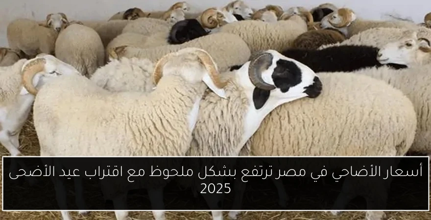 أسعار الأضاحي في مصر ترتفع بشكل ملحوظ مع اقتراب عيد الأضحى 2025