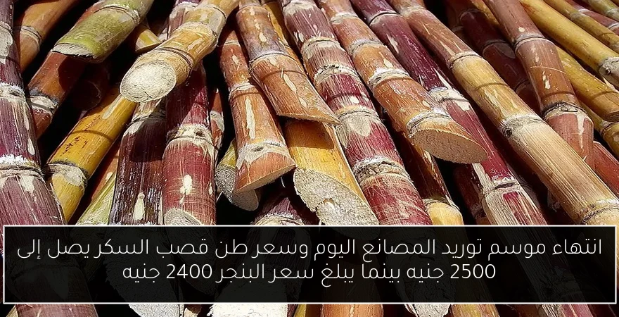 انتهاء موسم توريد المصانع اليوم وسعر طن قصب السكر يصل إلى 2500 جنيه بينما يبلغ سعر البنجر 2400 جنيه