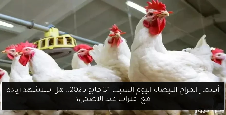 أسعار الفراخ البيضاء اليوم السبت 31 مايو 2025.. هل ستشهد زيادة مع اقتراب عيد الأضحى؟