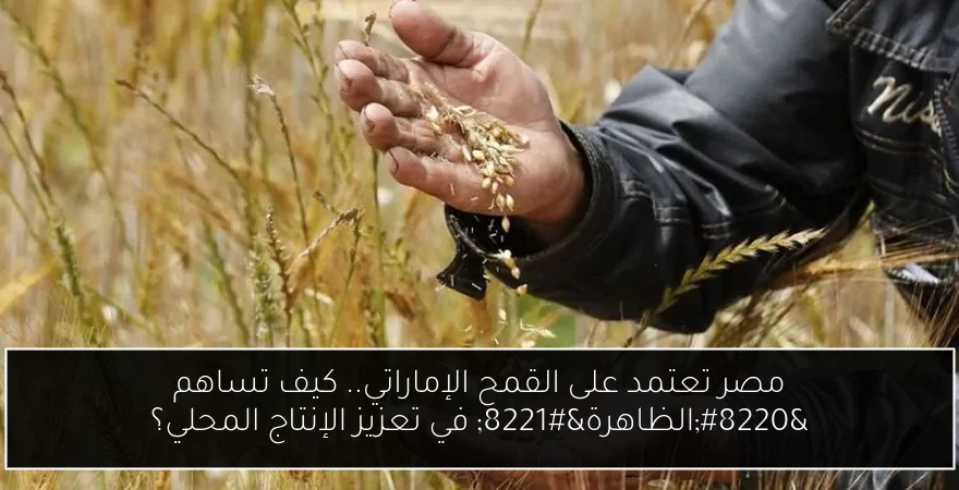 مصر تعتمد على القمح الإماراتي.. كيف تساهم “الظاهرة” في تعزيز الإنتاج المحلي؟
