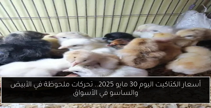 أسعار الكتاكيت اليوم 30 مايو 2025.. تحركات ملحوظة في الأبيض والساسو في الأسواق