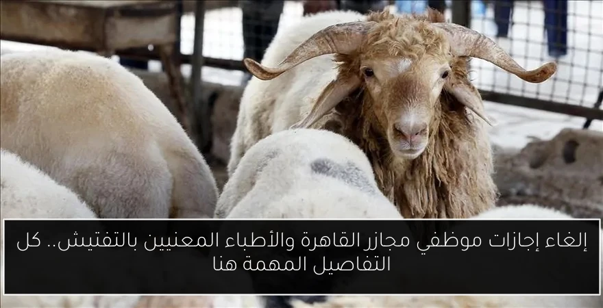 إلغاء إجازات موظفي مجازر القاهرة والأطباء المعنيين بالتفتيش.. كل التفاصيل المهمة هنا