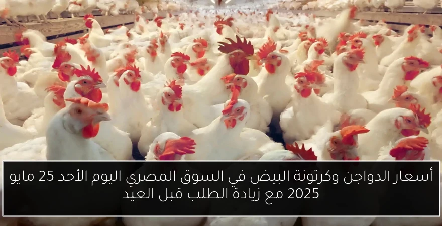 أسعار الدواجن وكرتونة البيض في السوق المصري اليوم الأحد 25 مايو 2025 مع زيادة الطلب قبل العيد