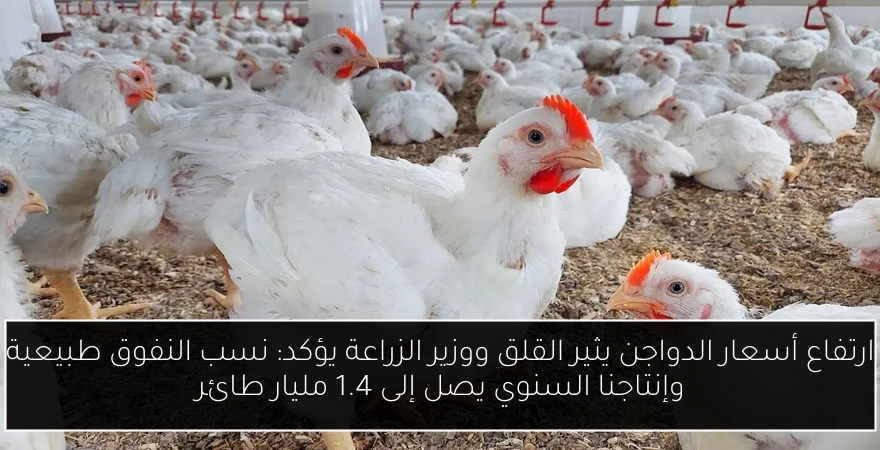 ارتفاع أسعار الدواجن يثير القلق ووزير الزراعة يؤكد: نسب النفوق طبيعية وإنتاجنا السنوي يصل إلى 1.4 مليار طائر
