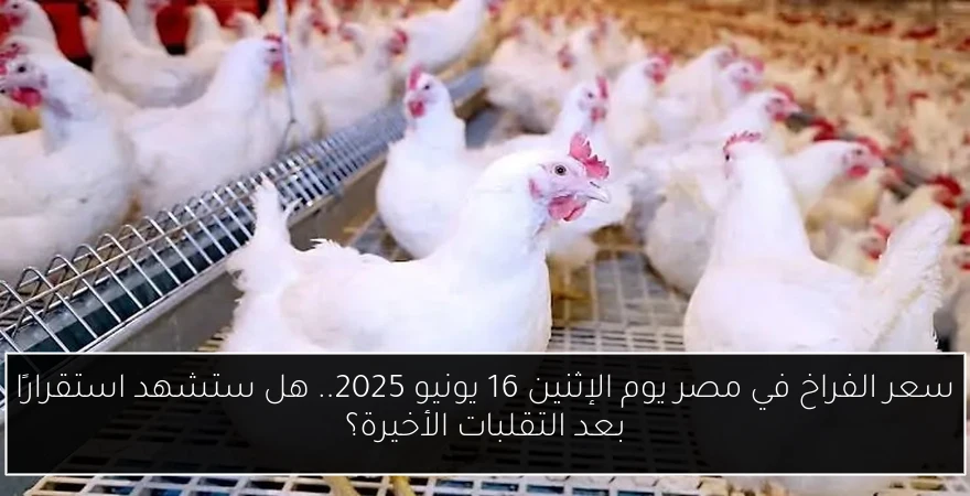 سعر الفراخ في مصر يوم الإثنين 16 يونيو 2025.. هل ستشهد استقرارًا بعد التقلبات الأخيرة؟