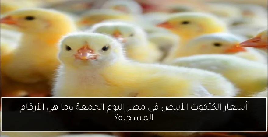 أسعار الكتكوت الأبيض في مصر اليوم الجمعة وما هي الأرقام المسجلة؟