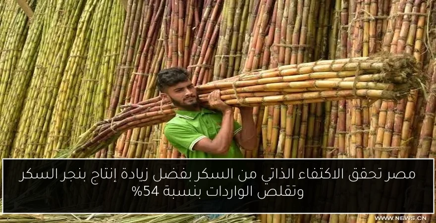 مصر تحقق الاكتفاء الذاتي من السكر بفضل زيادة إنتاج بنجر السكر وتقلص الواردات بنسبة 54%