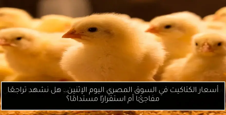 أسعار الكتاكيت في السوق المصري اليوم الإثنين.. هل نشهد تراجعًا مفاجئًا أم استقرارًا مستدامًا؟