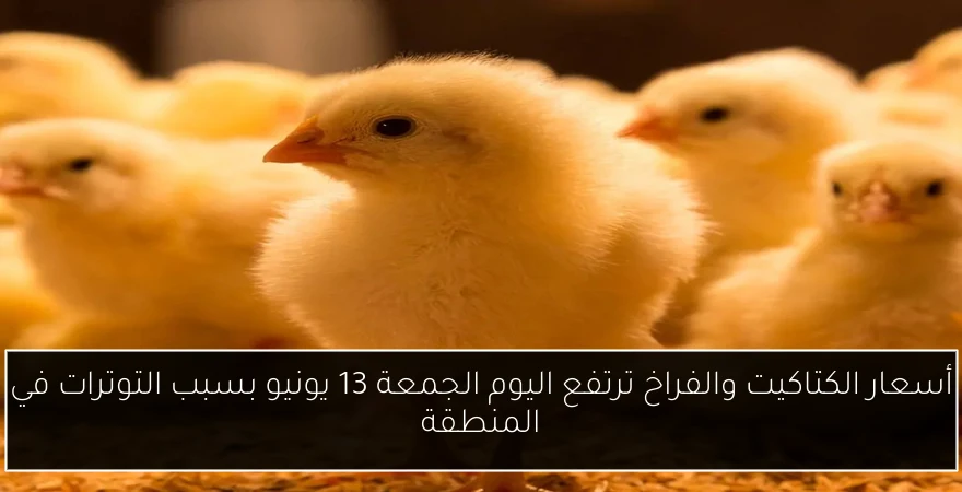 أسعار الكتاكيت والفراخ ترتفع اليوم الجمعة 13 يونيو بسبب التوترات في المنطقة