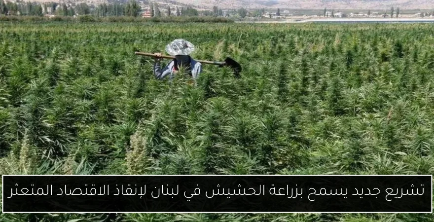 تشريع جديد يسمح بزراعة الحشيش في لبنان لإنقاذ الاقتصاد المتعثر