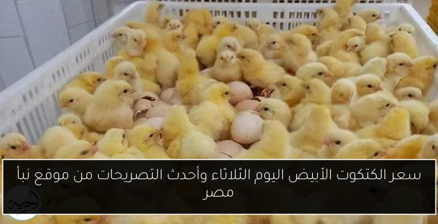 سعر الكتكوت الأبيض اليوم الثلاثاء وأحدث التصريحات من موقع نبأ مصر