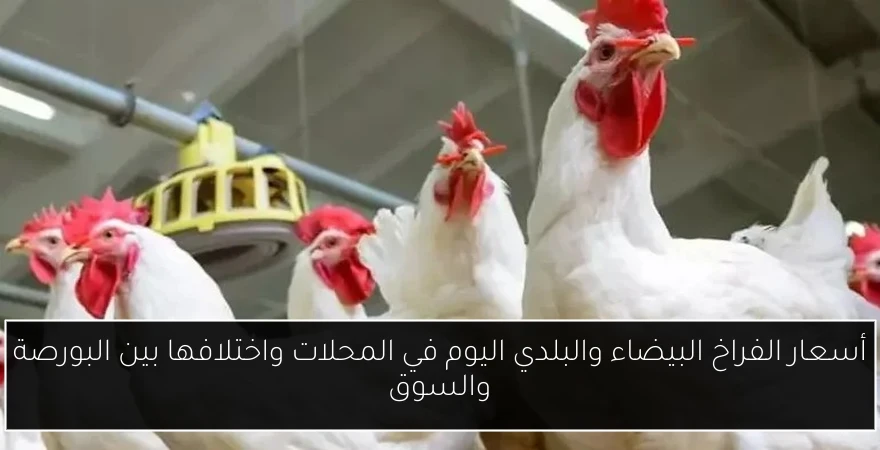 أسعار الفراخ البيضاء والبلدي اليوم في المحلات واختلافها بين البورصة والسوق