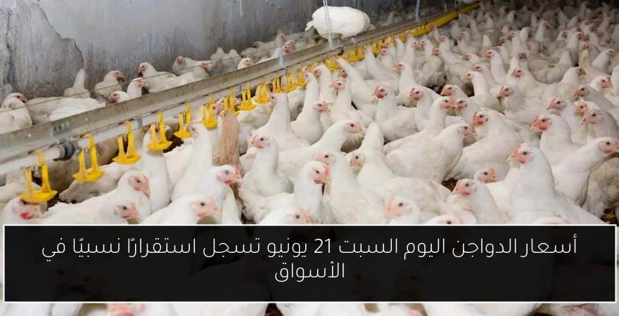 أسعار الدواجن اليوم السبت 21 يونيو تسجل استقرارًا نسبيًا في الأسواق