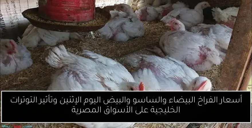 أسعار الفراخ البيضاء والساسو والبيض اليوم الإثنين وتأثير التوترات الخليجية على الأسواق المصرية