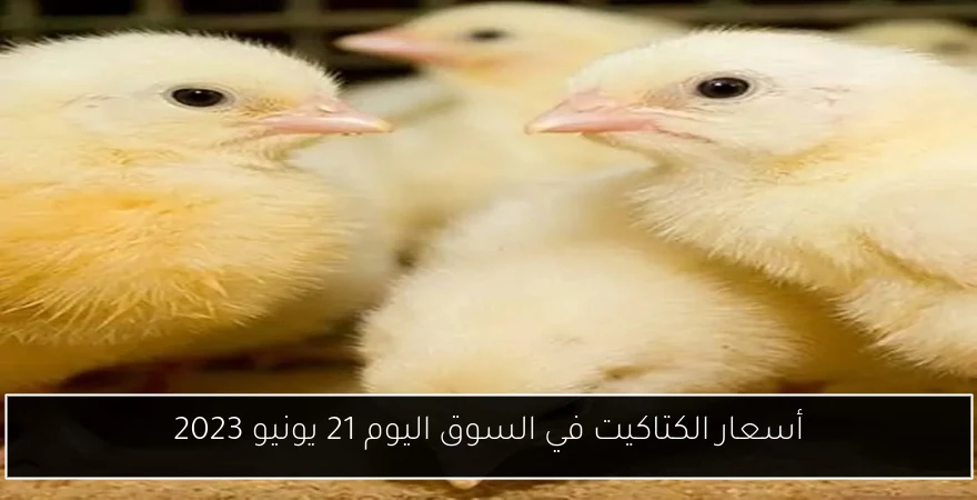 أسعار الكتاكيت في السوق اليوم 21 يونيو 2023