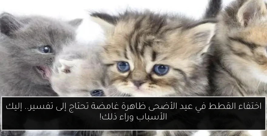 اختفاء القطط في عيد الأضحى ظاهرة غامضة تحتاج إلى تفسير.. إليك الأسباب وراء ذلك!