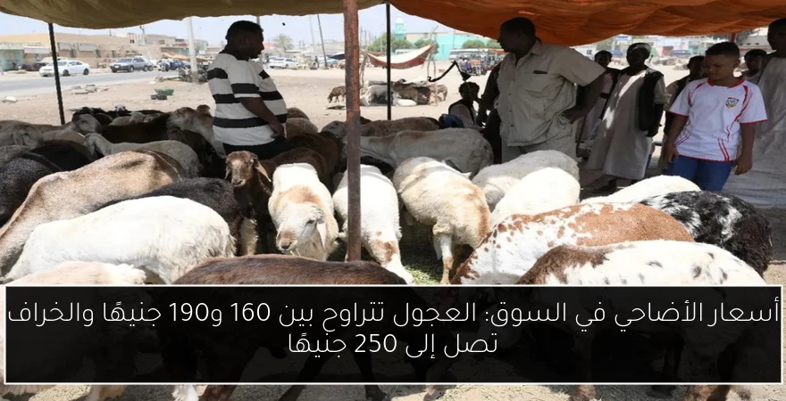 أسعار الأضاحي في السوق: العجول تتراوح بين 160 و190 جنيهًا والخراف تصل إلى 250 جنيهًا