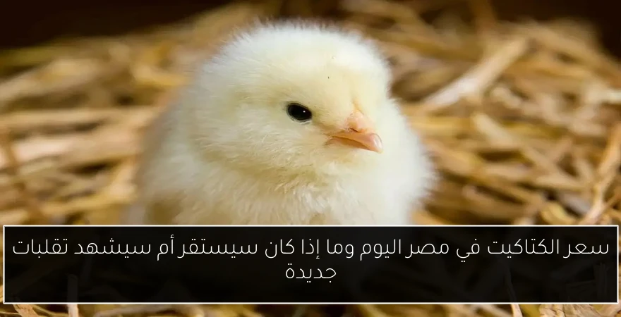 سعر الكتاكيت في مصر اليوم وما إذا كان سيستقر أم سيشهد تقلبات جديدة