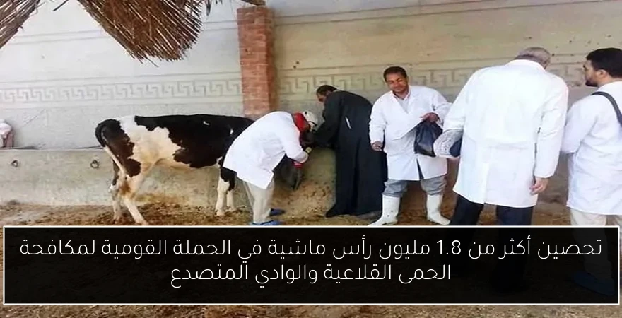 تحصين أكثر من 1.8 مليون رأس ماشية في الحملة القومية لمكافحة الحمى القلاعية والوادي المتصدع