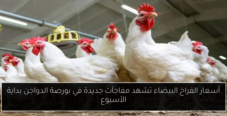 أسعار الفراخ البيضاء تشهد مفاجآت جديدة في بورصة الدواجن بداية الأسبوع