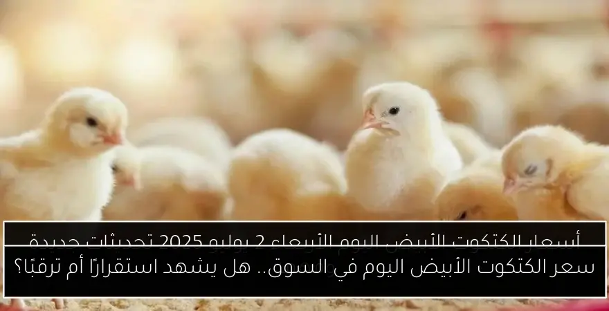سعر الكتكوت الأبيض اليوم في السوق.. هل يشهد استقرارًا أم ترقبًا؟