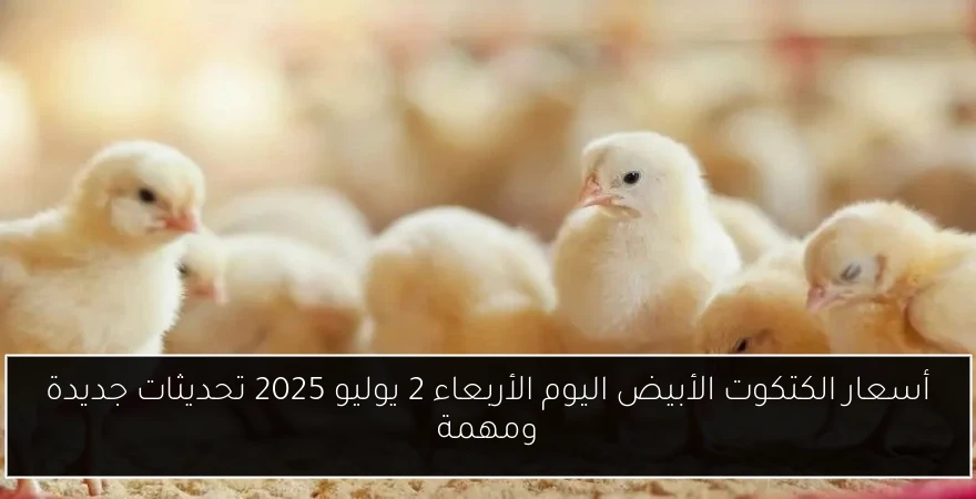 أسعار الكتكوت الأبيض اليوم الأربعاء 2 يوليو 2025 تحديثات جديدة ومهمة