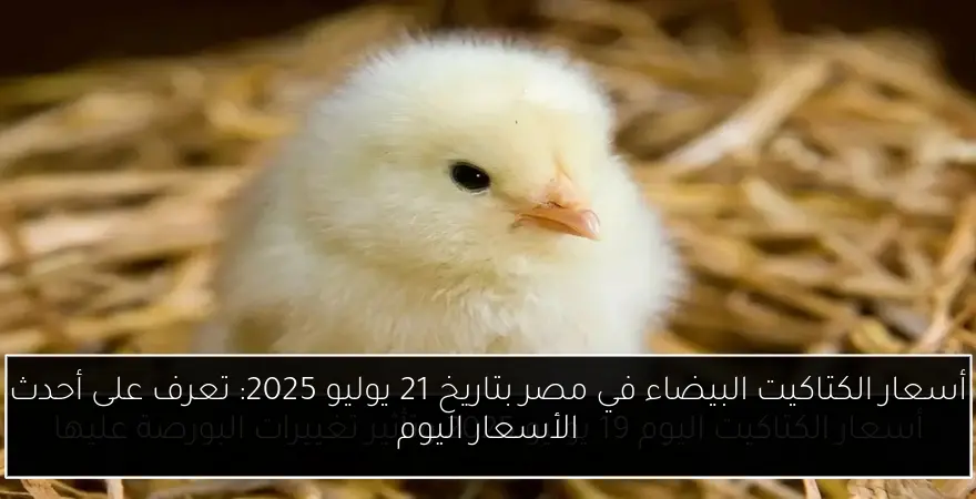 أسعار الكتاكيت البيضاء في مصر بتاريخ 21 يوليو 2025: تعرف على أحدث الأسعار اليوم