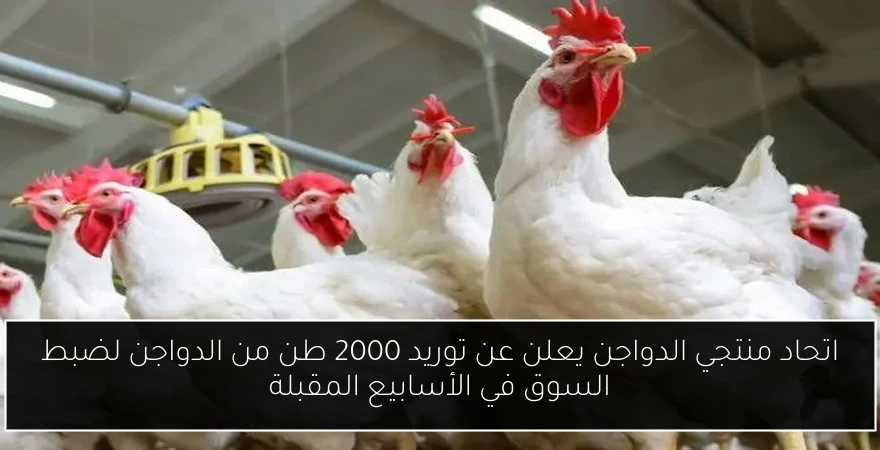 اتحاد منتجي الدواجن يعلن عن توريد 2000 طن من الدواجن لضبط السوق في الأسابيع المقبلة