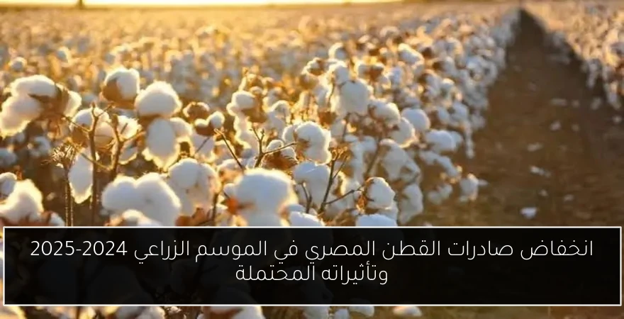 انخفاض صادرات القطن المصري في الموسم الزراعي 2024-2025 وتأثيراته المحتملة