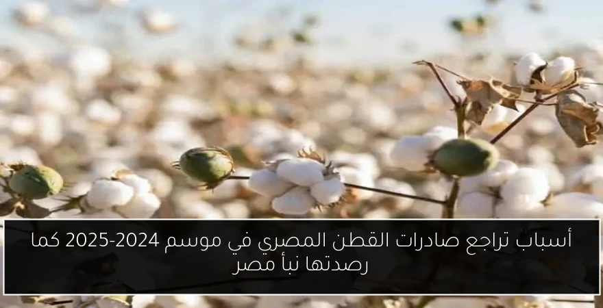 أسباب تراجع صادرات القطن المصري في موسم 2024-2025 كما رصدتها نبأ مصر