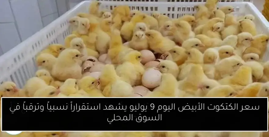 سعر الكتكوت الأبيض اليوم 9 يوليو يشهد استقراراً نسبياً وترقباً في السوق المحلي