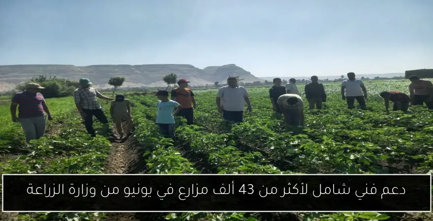 دعم فني شامل لأكثر من 43 ألف مزارع في يونيو من وزارة الزراعة