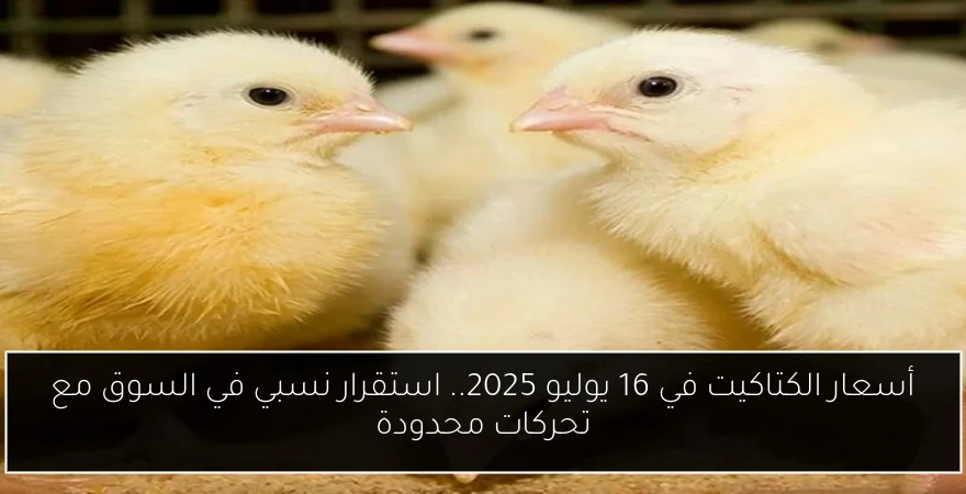 أسعار الكتاكيت في 16 يوليو 2025.. استقرار نسبي في السوق مع تحركات محدودة