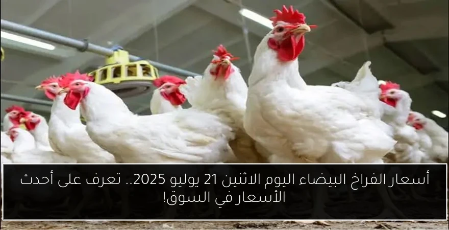 أسعار الفراخ البيضاء اليوم الاثنين 21 يوليو 2025.. تعرف على أحدث الأسعار في السوق!