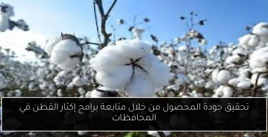 تحقيق جودة المحصول من خلال متابعة برامج إكثار القطن في المحافظات