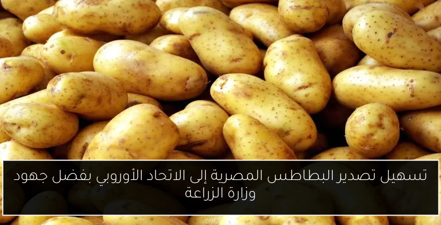 تسهيل تصدير البطاطس المصرية إلى الاتحاد الأوروبي بفضل جهود وزارة الزراعة
