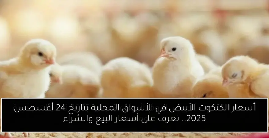 أسعار الكتكوت الأبيض في الأسواق المحلية بتاريخ 24 أغسطس 2025.. تعرف على أسعار البيع والشراء