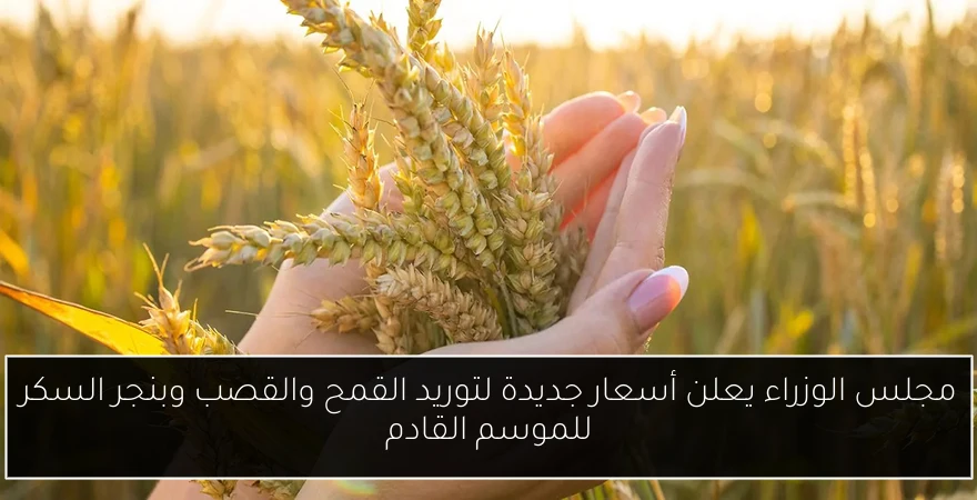 مجلس الوزراء يعلن أسعار جديدة لتوريد القمح والقصب وبنجر السكر للموسم القادم