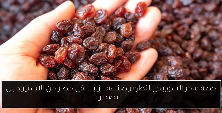 خطة عامر الشوربجي لتطوير صناعة الزبيب في مصر من الاستيراد إلى التصدير