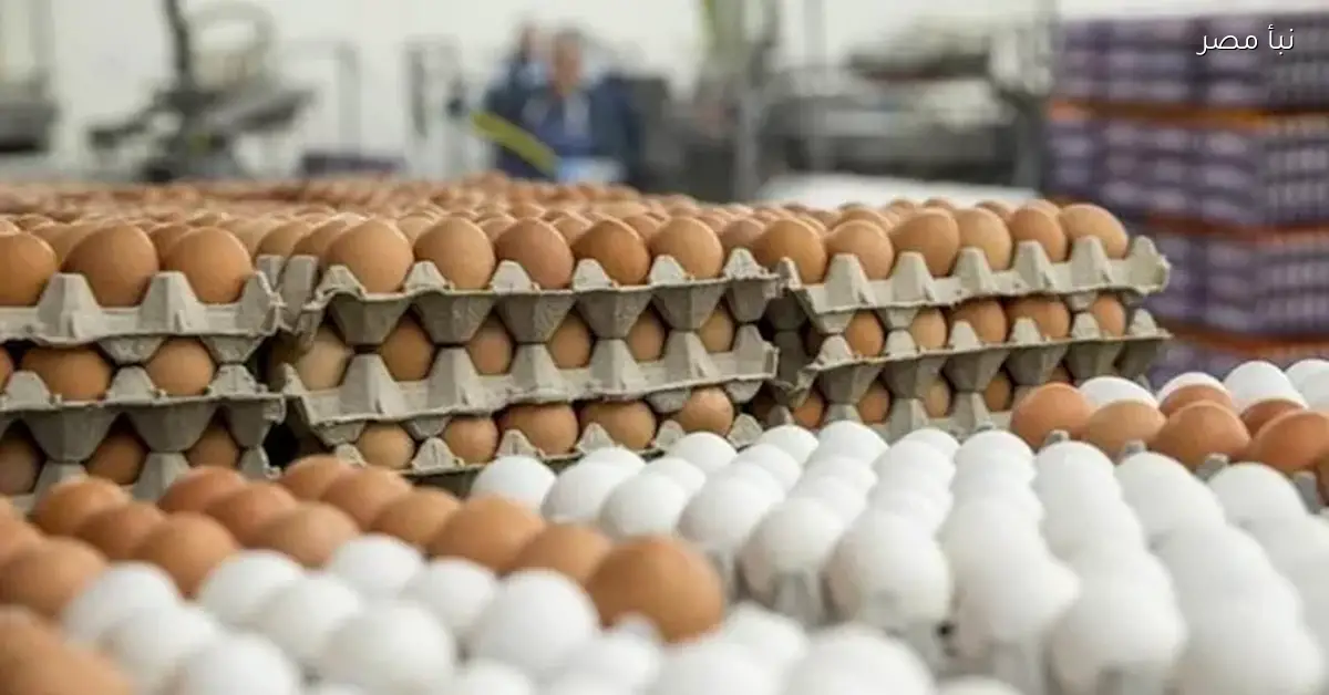 أسعار البيض تشهد ارتفاعًا جديدًا في الأسواق اليوم الجمعة